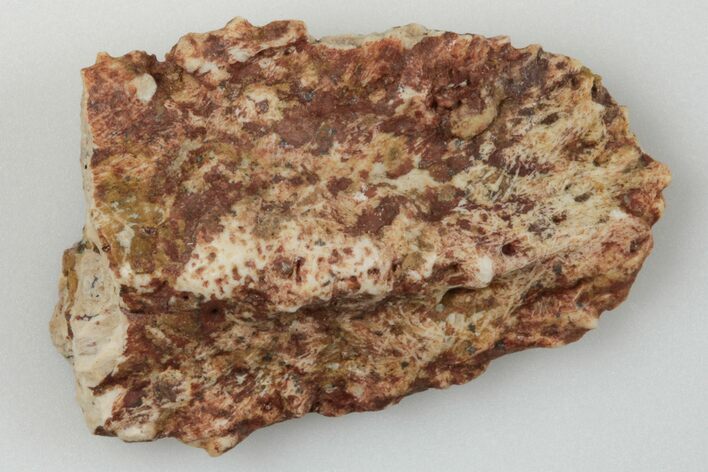Partial, Fossil Phytosaur Scute - New Mexico #192706